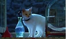 猫咪物语第3季电影