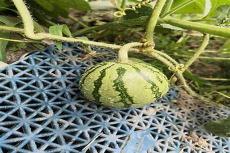成长的烦恼电影在线观看